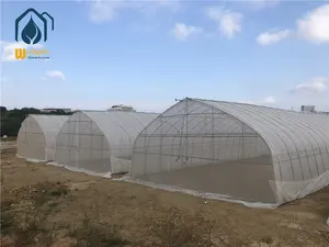 Economic Tunnel Plastic Greenhouse For Vegetable