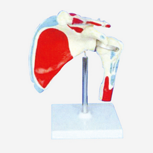 GelsonLab HSBM-087 पश्चिम डेस्क प्रकार स्वास्थ्य पेशी कंधे मॉडल - Product Image 3