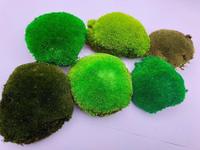 Coussin de mousse stabilisée naturelle verte de 0,2 m² pour mur végétal, Leucobryum Glaucum, durable 5 ans