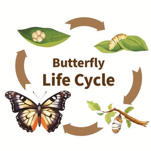 Bán buôn gỗ 3D động vật thực vật thẻ cuộc sống chu kỳ Hội Đồng Quản trị vui thiên nhiên Trò chơi động vật phát triển Lịch Sử giáo dục học tập đồ chơi cho bé - Product Image 4