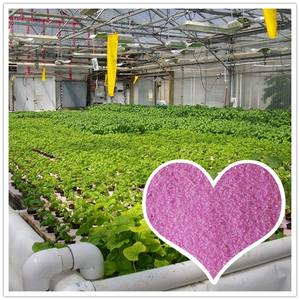 คริสตัลสีชมพูผง <span class=keywords><strong>NPK</strong></span> <span class=keywords><strong>19-19-19</strong></span> Agri ปุ๋ย - Product Image 3