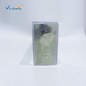 Especímen Anatómico de Carpa Césped Preservada para la Enseñanza de Zoología - Product Image 2