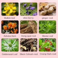 Collection de Tisanes Naturelles : Molène, Ginkgo Biloba, Gingembre, Ashoka, Dong Quai, Stévia, Plâtre d'Or, Crampique, Soins Naturels pour Femmes