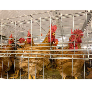 Nimal oulouly 4 Tier roroiler uutomatic atterapanone aputomatico ollaio er 2000 Galline - Product Image 4