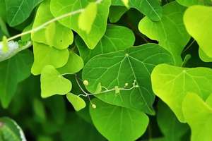 Fábrica de alta qualidade Stephania Extract Stephania Tetrandra 98% pó - Product Image 2