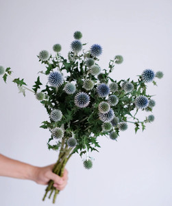 Flores frescas al por mayor cortadas <span class=keywords><strong>Echinops</strong></span> para decoración de flores de boda - Product Image 4