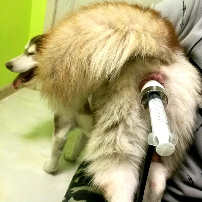 犬用獣医機器製造人工授精デジタルAiガン犬用