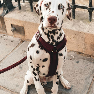 شعار مخصص فاخر قابل للتعديل خفيف الوزن لا سحب تصميم لينة مريحة تيدي الكلب تسخير المخملية - Product Image 2