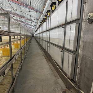 Cage de poulet de système de batterie à multiniveaux à haute efficacité de Type H pour les <span class=keywords><strong>poules</strong></span> <span class=keywords><strong>pondeuses</strong></span> - Product Image 6