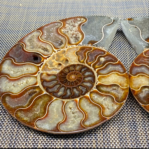 Vente en gros de tranches d'ammonite naturelle Druzy arc-en-ciel, fossile de Madagascar, spécimen minéral de conque de limace tachetée, décoration - Product Image 4