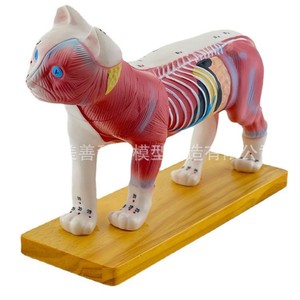 Modelo de acupuntura para gatos, modelo de acupuntura para perros, puntos de acupuntura para animales, acupuntura animal, enseñanza veterinaria de anatomía animal - Product Image 1