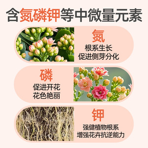 ปุ๋ยคาลันโชเอะแบบปลดปล่อยช้า 200 กรัม สูตร NPK สูง สำหรับพืชในร่มและการเจริญเติบโตของดอกไม้ - Product Image 3