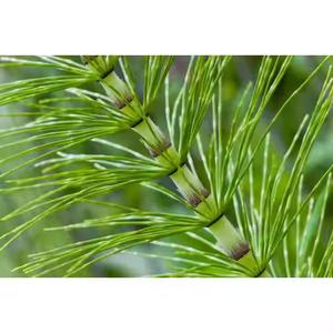 En iyi fiyat ile en kaliteli doğal organik atkuyruğu özü tozu - Product Image 5