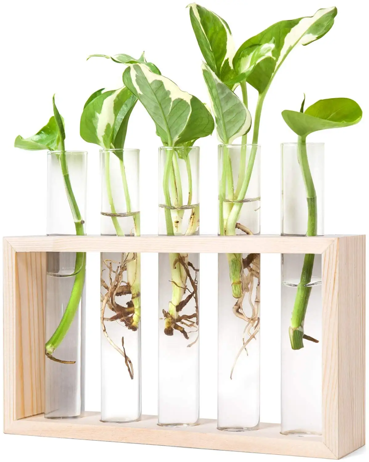 Holzwand behang mit Glas Pflanzer Vermehrung station Moderne Blumen knospen vase in Burlywood Stand Rack