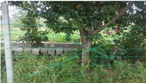 PVC tráng dây thép gai cuộn thép không gỉ barb dây sắt hàng rào Loại cuộn dây cho ứng dụng hàng rào - Product Image 5