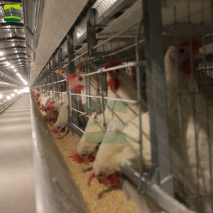 Hot Bán thiết kế mới tự động gà lồng nhà lõi thành phần gia cầm trang trại h-loại pin lồng cho lớp - Product Image 5