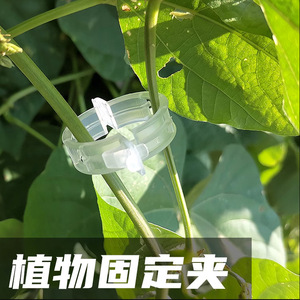 คลิปหนีบพลาสติกสำหรับพยุงต้นไม้ อุปกรณ์ทำสวน วัสดุ PP น้ำหนักเบา GDQ 4001 - Product Image 4