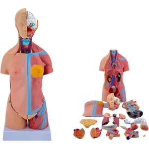 Bisexual Training - High Quality Multi-functional Nursing Manikin