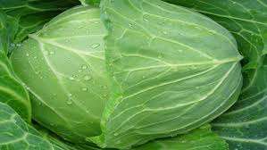 Repollo seco con calidad prémium, para vacaciones, Ms. - Product Image 5