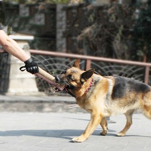 Jouet à mâcher pour chien, coussin, bâton à mordre, outil d'entraînement pour chiots et chatons - Product Image 5