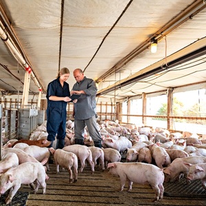 Nhanh chóng cài đặt lợn nhà thiết kế hiện đại Kết Cấu Thép đúc sẵn trang trại các tòa nhà giá thấp lợn đổ để bán - Product Image 2