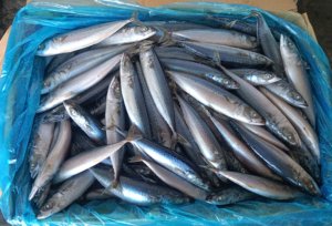 تصدير المأكولات البحرية مستديرة كاملة IQF ، نسبة عالية من البروتين ، تصدير المأكولات البحرية - Product Image 2