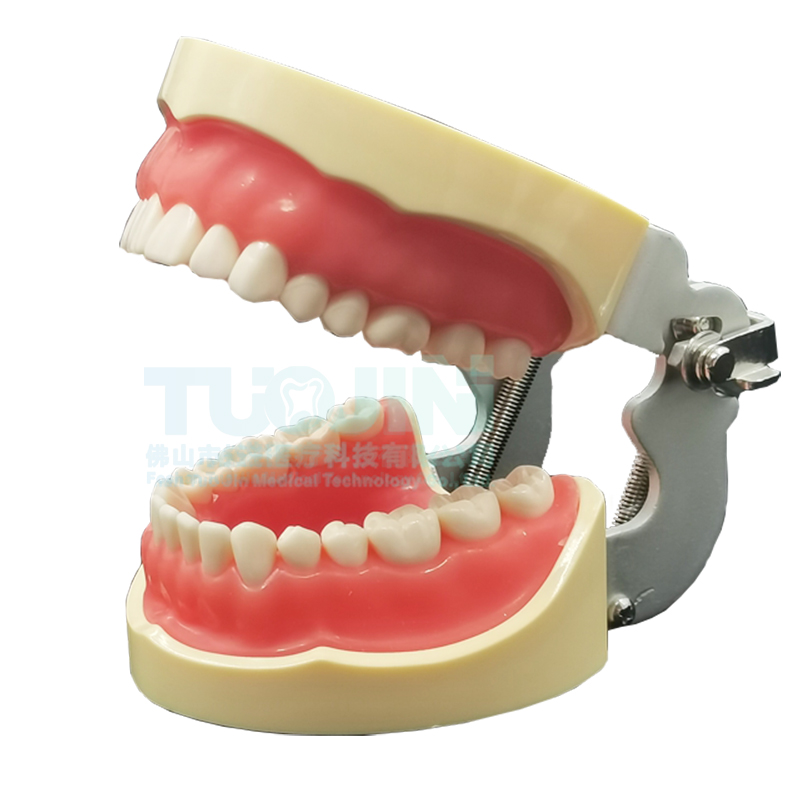 Совместимая модель зубов nissin, обучающая модель зубов, Ортодонтическая уход, клиника, обучение, съемная модель зубов из 32 смолы