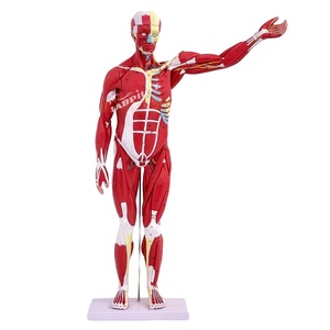 Modèle complet d'anatomie, Muscle <span class=keywords><strong>humain</strong></span> avec organes internes, Mannequin torse - Product Image 1