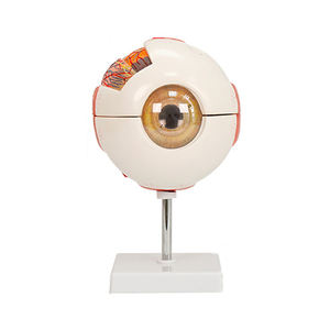 Modèle anatomique d'œil humain ADA BIX-A1061A blanc avec grossissement pour la science médicale Shanghai - Product Image 1