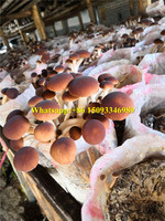 Machine de remplissage de sacs de culture de champignons comestibles/machine d'emballage de sacs de culture de champignons/machine d'ensachage de sacs de compost shiitake