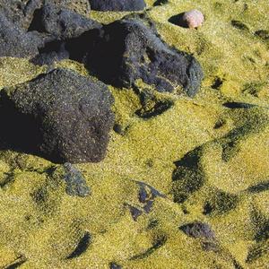 Engrais organique à base de sable vert pour une terre de jardin durable - Product Image 2