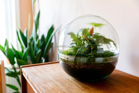 Dispositif de terrarium en verre dôme, kit de vase pour plantes hydroponiques