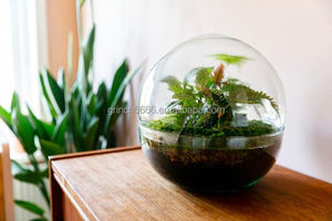 Dispositif de <span class=keywords><strong>terrarium</strong></span> en verre dôme, kit de vase pour plantes hydroponiques - Product Image 4