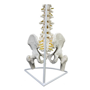Modelo de <span class=keywords><strong>Columna</strong></span> Vertebral Humana a Escala Real 1:1 con Pelvis, Fémur, Nervio y Vasos Sanguíneos, Flexible, Anatómico, para Enseñanza y Exhibición - Product Image 4