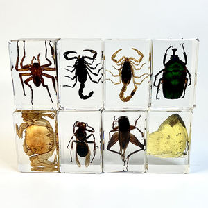 Pas cher Prix Enfants Éducation Résine Véritable <span class=keywords><strong>Araignée</strong></span> Scorpion Insecte Spécimen Résine Transparente Insecte Décoration Résine Artisanat - Product Image 2
