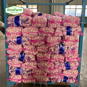 Ail frais <span class=keywords><strong>ajo</strong></span> fresco Paquete de <span class=keywords><strong>ajo</strong></span> púrpura blanco normal en bolsa de malla y cartón para el mercado africano del sudeste de Oriente Medio - Product Image 3