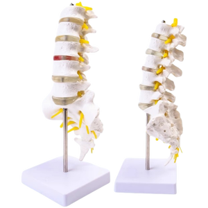 กระดูกสันหลังส่วนเอวขนาดเท่าจริง พร้อมกระดูกก้นกบและหมอนรองกระดูกทับเส้นประสาท สำหรับการศึกษาทางการแพทย์ในโรงพยาบาล - Product Image 2