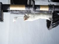 Tour d'escalade élégante pour chat en peluche grise, structure en bois massif + poteaux en sisal + jouets suspendus, centre de divertissement pour animaux domestiques