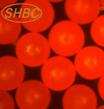 Red Carboxyl Functional Microspheres Excellent <b>Stability</b> High Carboxyl Density for Biotin Binding and Life Science Research Use - Product Image 5