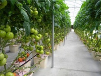Seau bato 4 trous Seau hollandais pour la culture hors-sol Système hydroponique pour fruits et légumes
