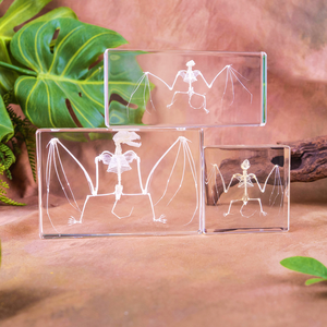 Spécimen de taxidermie résine intégrée Unique cristal clair véritable chauve-souris squelette demi presse-papier pour l'éducation scolaire - Product Image 5