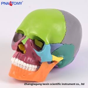 Modèle <span class=keywords><strong>de</strong></span> crâne coloré en 15 parties avec affichage <span class=keywords><strong>de</strong></span> couleur zoné, crâne <span class=keywords><strong>de</strong></span> taille réduite détachable, outil d'enseignement médical et d'entraînement en anatomie - Product Image 2