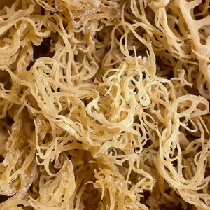 CALIENTE 2024 MUSGO DE MAR NATURAL PREMIUM DE VIETNAM - Product Image 1