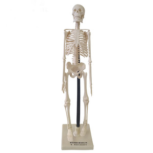Modelo Esquelético Qinghua de 42 cm, Modelo de Enseñanza Médica, Modelo Esquelético Humano Desmontable, Equipo Médico al por Mayor - Product Image 1