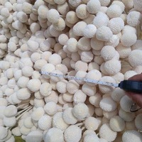 Fleur séchée Craspedia Globosa (Boule dorée) de l'usine du Yunnan pour la décoration de mariage, de la maison, de Noël et du Nouvel An