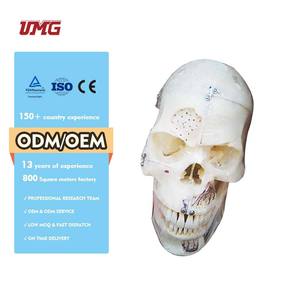 Natuurlijke Grootte Schedel Model Met Zenuwtanden <span class=keywords><strong>Sinus</strong></span> Voor Demonstratie 10 Delen - Product Image 1