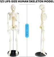 Modèle de squelette humain 85CM Modèle d'enseignement médical Anatomie Bras et jambes amovibles spéciaux Modèle