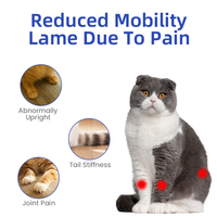 Échantillon gratuit de supplément articulaire de soutien pour animaux de compagnie comprimés à croquer pour chiens et chats santé articulaire et hanche pour le soulagement de la douleur chez les chiens