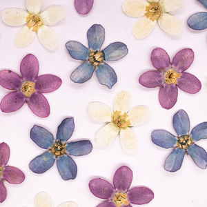 Véritables fleurs séchées pressées de plantes Blue Star pour scrapbooking, fabrication de cartes, marque-pages et <span class=keywords><strong>d</strong></span>écoration de cadres - Product Image 4