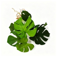 8 feuilles artificielles de Monstera, fausse verdure réaliste avec racines, plante artificielle pour aquarium, aménagement paysager, décoration murale, Helecho